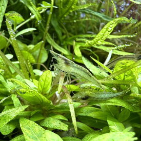 （エビ）アルジー・ライムシュリンプ（10匹）（＋1割おまけ）