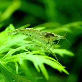 （エビ）アルジー・ライムシュリンプ（20匹）（＋1割おまけ）