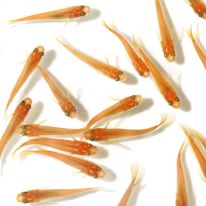 ギフト プレゼント ご褒美 めだか 白メダカ ６匹 キョーリン ちびっこメダカ メダカプロス 育成セット メダカ えさ 本州四国限定 Shipsctc Org