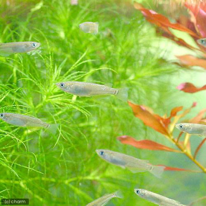 楽天市場 めだか 黒メダカ 6匹 Charm 楽天市場店 楽天市場 めだか 黒メダカ 6匹 Charm 楽天市場店