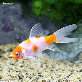 楽天市場 桜コメット 金魚の通販