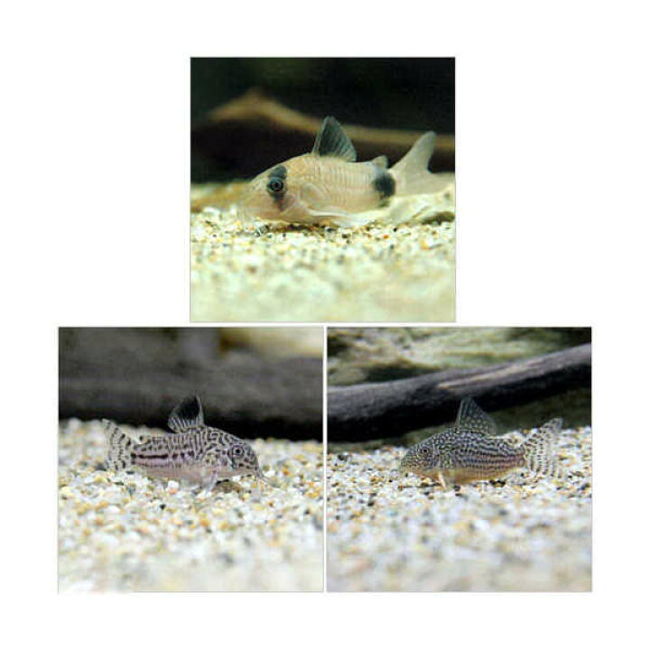 楽天市場】（熱帯魚）コリドラス・3種セット Bセット（3匹）（各種 