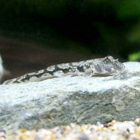楽天市場 淡水 ハゼ 生体 熱帯魚 アクアリウム ペット ペットグッズ の通販