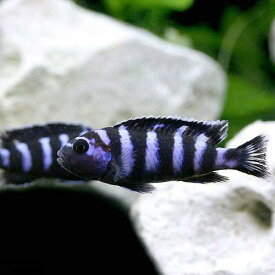 楽天市場 水色 観賞魚 熱帯魚 アクアリウム ペット ペットグッズの通販