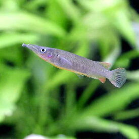 楽天市場 熱帯魚 シェルターの通販 楽天市場 熱帯魚 シェルターの通販