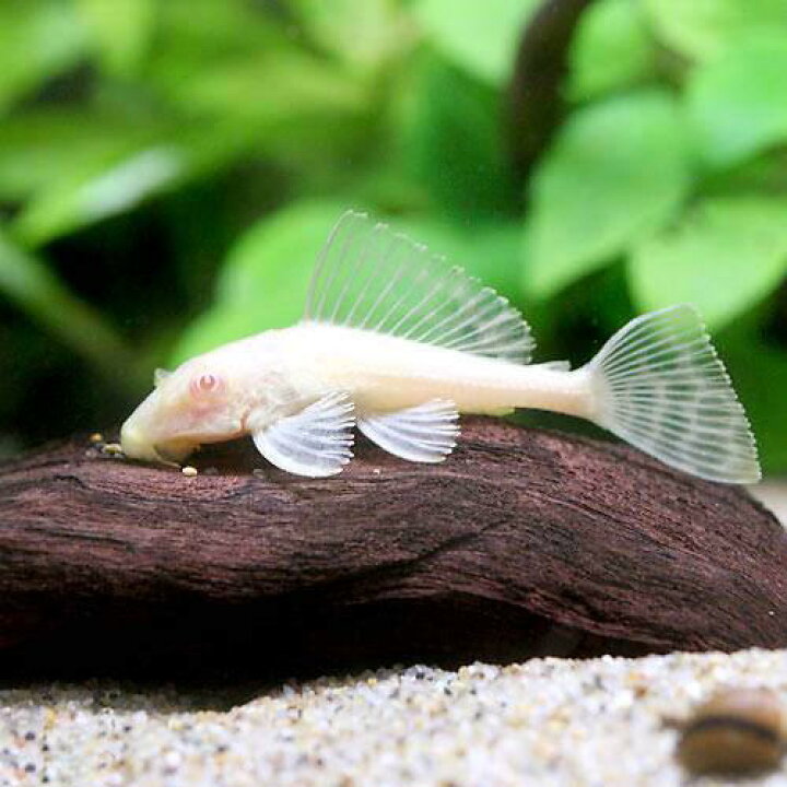 楽天市場 熱帯魚 アルビノセルフィン プレコ ３匹 北海道 九州 沖縄航空便要保温 Charm 楽天市場店
