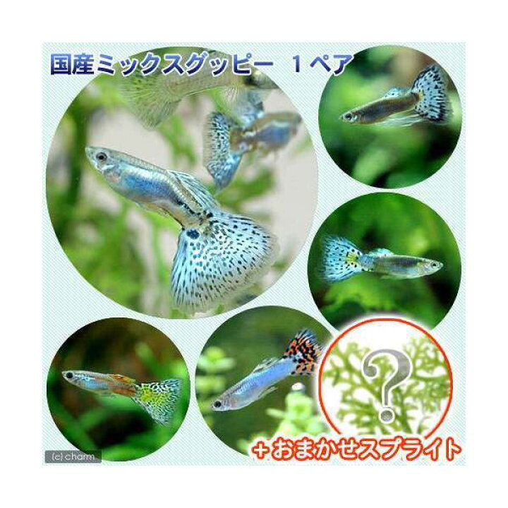 楽天市場 熱帯魚 水草 国産ミックスグッピー 1ペア スプライト1種 3株セット 北海道 九州 沖縄航空便要保温 Charm 楽天市場店 楽天市場 熱帯魚 水草 国産ミックスグッピー 1ペア スプライト1種 3株セット 北海道 九州 沖縄航空便要保温 Charm 楽天市場店