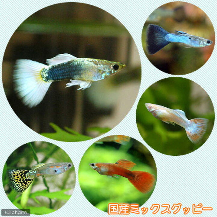 楽天市場 熱帯魚 水草 国産ミックスグッピー １ペア スプライト１種 ３株セット 北海道航空便要保温 Charm 楽天市場店