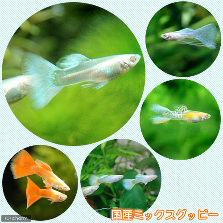 楽天市場 熱帯魚 水草 国産ミックスグッピー ３ペア スプライト１種 ３株セット 北海道 九州 沖縄航空便要保温 Charm 楽天市場店