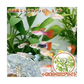 楽天市場 ミックスグッピーの通販