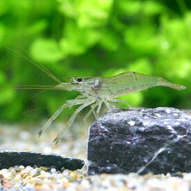 ユニークスジエビ 飼育 最高の花の画像