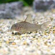 （熱帯魚）コリドラス・アルボリネアータス（ワイルド）（1匹）　北海道・九州航空便要保温