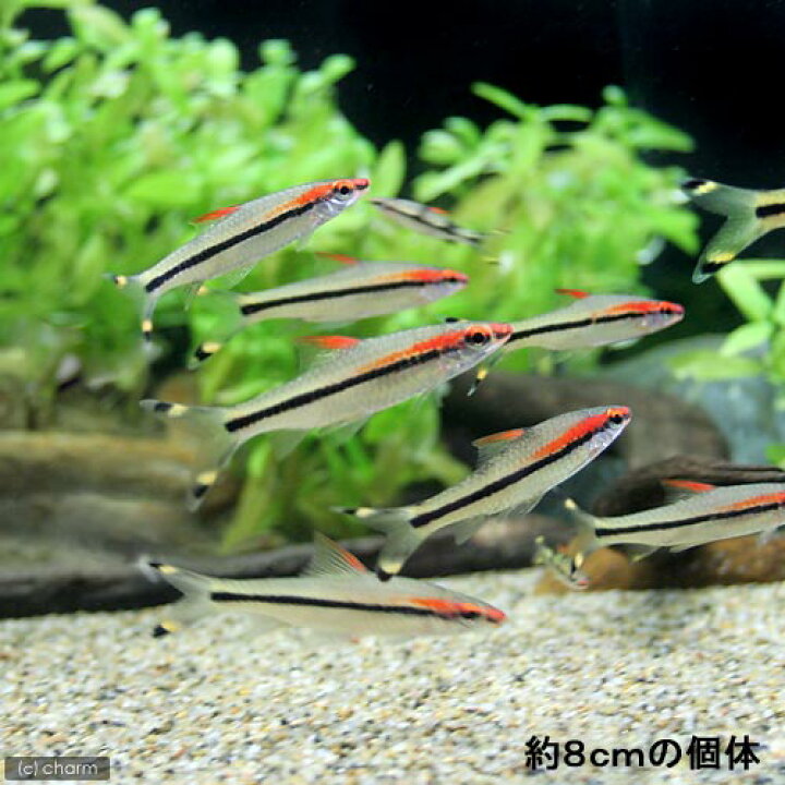 楽天市場 熱帯魚 レッドライン トーピードバルブ ｓサイズ ５匹 北海道 九州航空便要保温 Charm 楽天市場店