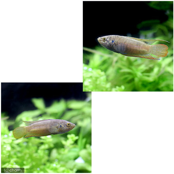 熱帯魚 南米淡水ヒラメ １匹 北海道航空便要保温 沖縄別途送料