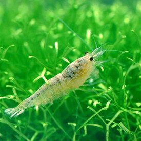 楽天市場 スケルトン 熱帯魚 アクアリウム ペット ペットグッズ の通販