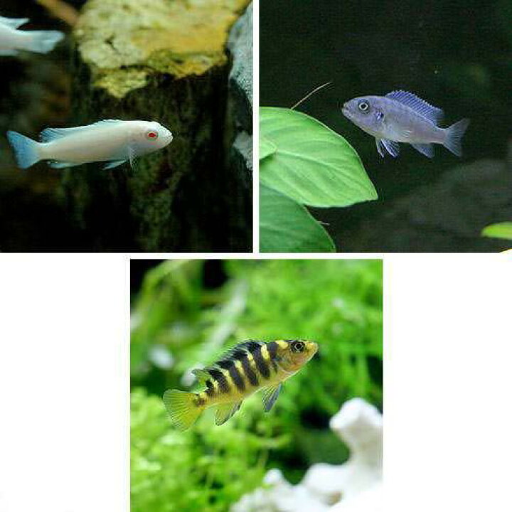 楽天市場】（熱帯魚）ムブナ3種ミックス Aセット（9匹）（各種3匹 