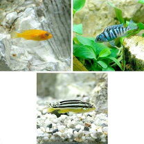 楽天市場】アフリカンシクリッド（熱帯魚・アクアリウム｜ペット 