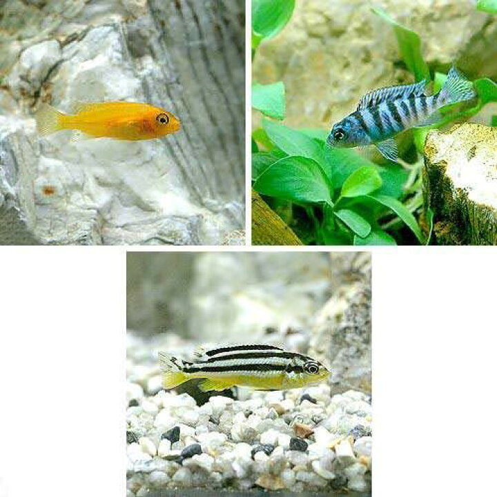 楽天市場】（熱帯魚）ムブナ3種ミックス Bセット（9匹）（各種3匹 
