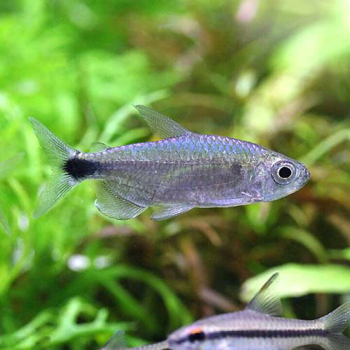 楽天市場 熱帯魚 ブルーダイヤモンド コンゴテトラ １匹 北海道 九州 沖縄航空便要保温 Charm 楽天市場店
