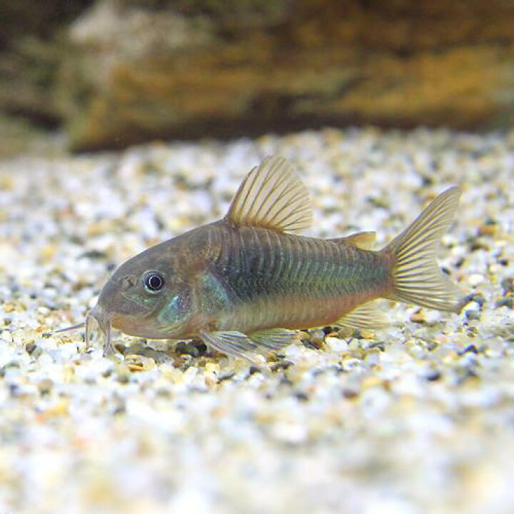楽天市場 熱帯魚 コリドラス アエネウス パンタナル ワイルド １匹 北海道 九州 沖縄航空便要保温 Charm 楽天市場店
