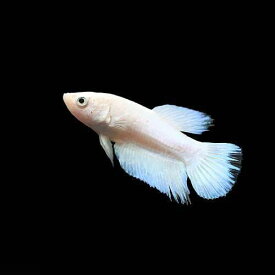 楽天市場 熱帯魚 ベタ ホワイトの通販