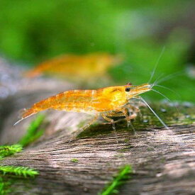 （エビ）オレンジチェリーシュリンプ（8匹）　北海道・九州航空便要保温