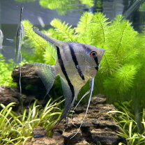 楽天市場】ディスカス（種（観賞魚）エンゼルフィッシュ）（観賞魚 