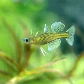 楽天市場 青い エビ 淡水の通販