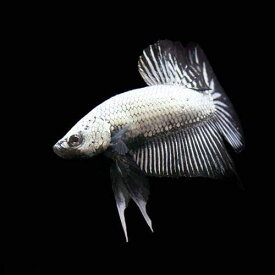 楽天市場 熱帯魚 ベタ 黒の通販