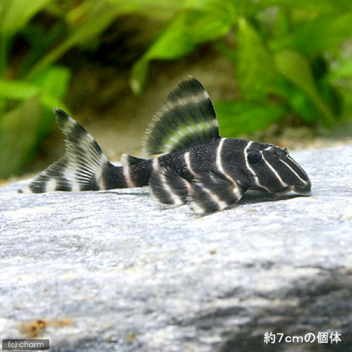 楽天市場】（熱帯魚）エンペラー・ペコルティア Sサイズ（ワイルド 