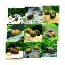 （エビ・貝）おまかせカノコ貝（10匹）