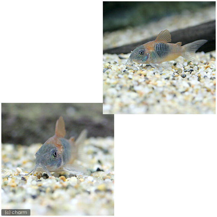 楽天市場 熱帯魚 コリドラス ベネズエラオレンジ ３匹 北海道 九州 沖縄航空便要保温 Charm 楽天市場店
