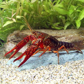 楽天市場 金魚 エビ ザリガニ 熱帯魚 アクアリウム ペット ペットグッズの通販