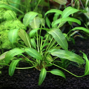 ijA|mQgspDog[gYi_ji1j