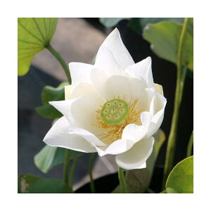 �i�r�I�g�[�v�j�@�@�n�X�i���j�@���Ԙ@�i�V���o�i�n�X�j�i1�|�b�g�j�A�ւ��ρi�x����ԁj