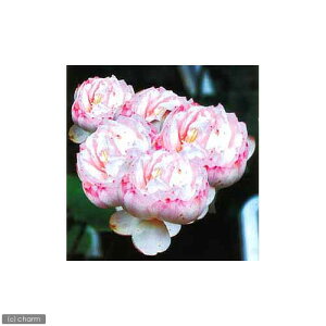 �i�r�I�g�[�v�j�@�@�n�X�i���j�@�����@�i�^�g�E�����j�i1�|�b�g�j�i�x����ԁj