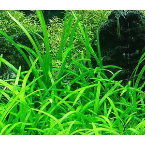 ijsO~[`F[TW^Aitji_ji5j