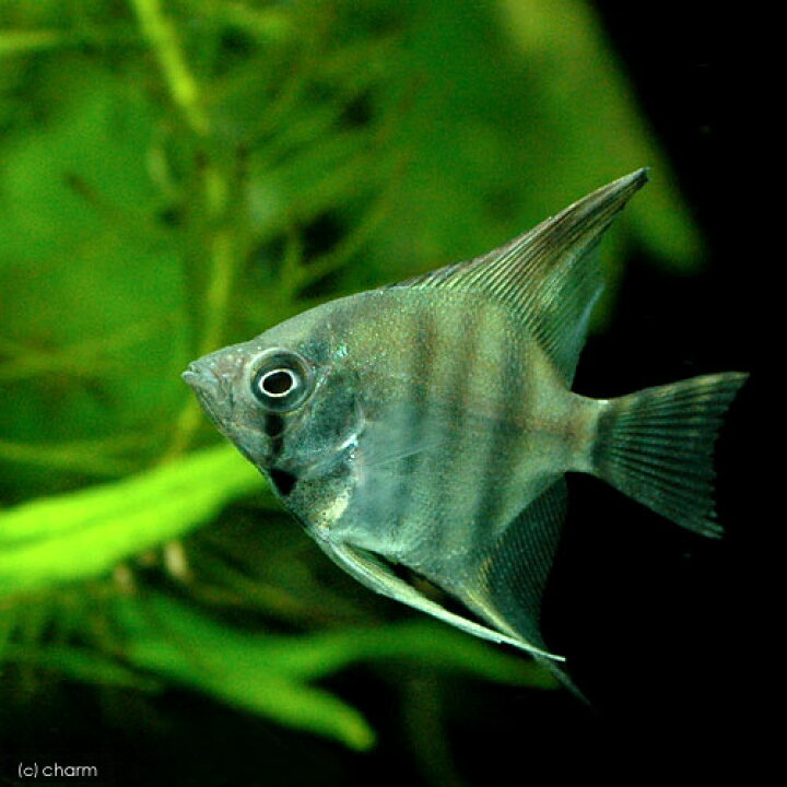 楽天市場】（熱帯魚）並エンゼルフィッシュ（国産ブリード）（5匹 