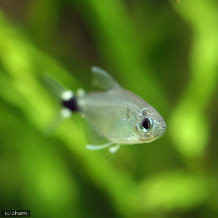 予約販売品 熱帯魚 カラシン レモンテトラ 1 5cm 5匹 Shipsctc Org