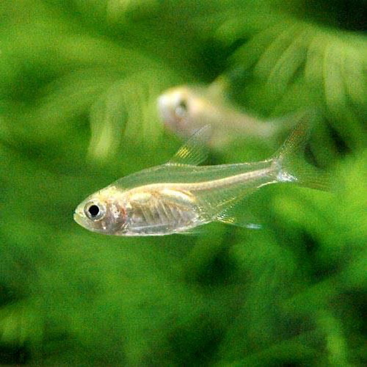 60%以上節約 エスペイ 12匹 熱帯魚 九州航空便要保温 ラスボラ 北海道 観賞 60%以上節約 エスペイ 12匹 熱帯魚 九州航空便要保温 ラスボラ 北海道 観賞