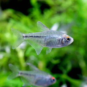 楽天市場 観賞魚 ブランド ブルコ 人気ランキング321位 売れ筋商品