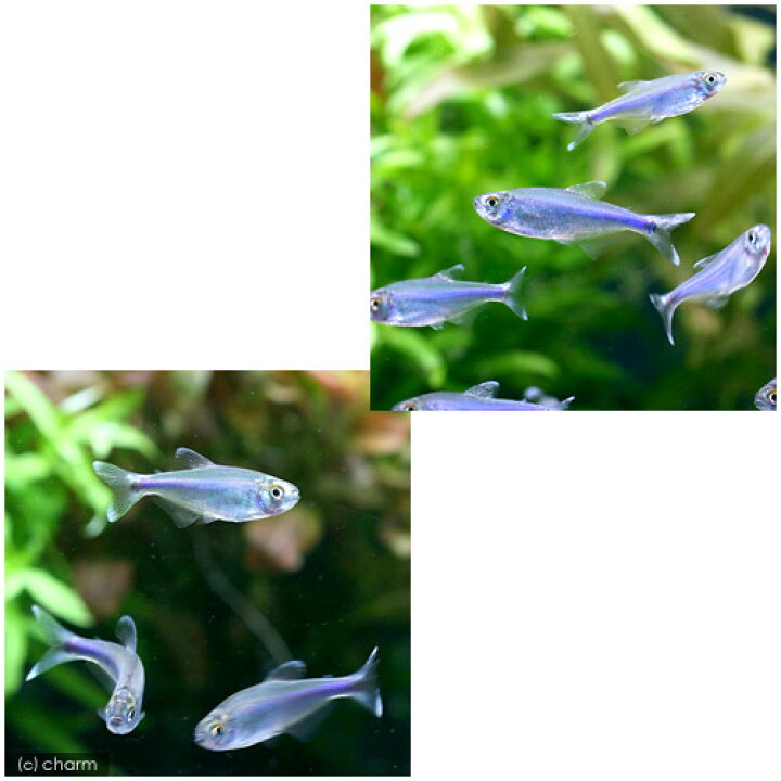 好評 熱帯魚 レインボー シャーク ３匹 北海道 九州 沖縄航空便要保温 Settefibra Com Br