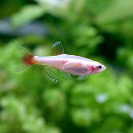 楽天市場 アカヒレ メダカ 餌 熱帯魚 アクアリウム ペット ペットグッズ の通販 楽天市場 アカヒレ メダカ 餌 熱帯魚 アクアリウム ペット ペットグッズ の通販