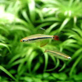 楽天市場 アカヒレ メダカの通販