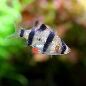 楽天市場 熱帯魚 生体 中型の通販