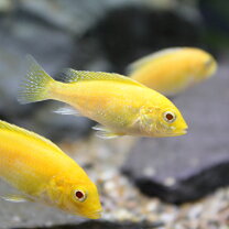 楽天市場】アフリカンシクリッド（観賞魚｜熱帯魚・アクアリウム 