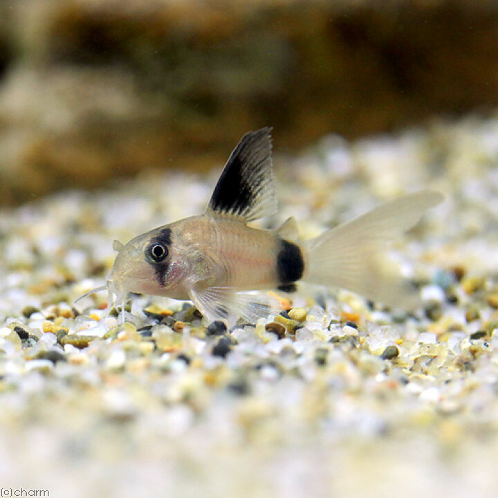 楽天市場 熱帯魚 コリドラス パンダ ロングフィン ３匹 北海道 九州 沖縄航空便要保温 Charm 楽天市場店