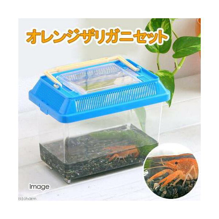 楽天市場 ザリガニ オレンジザリガニ飼育セット 本州四国限定 Charm 楽天市場店