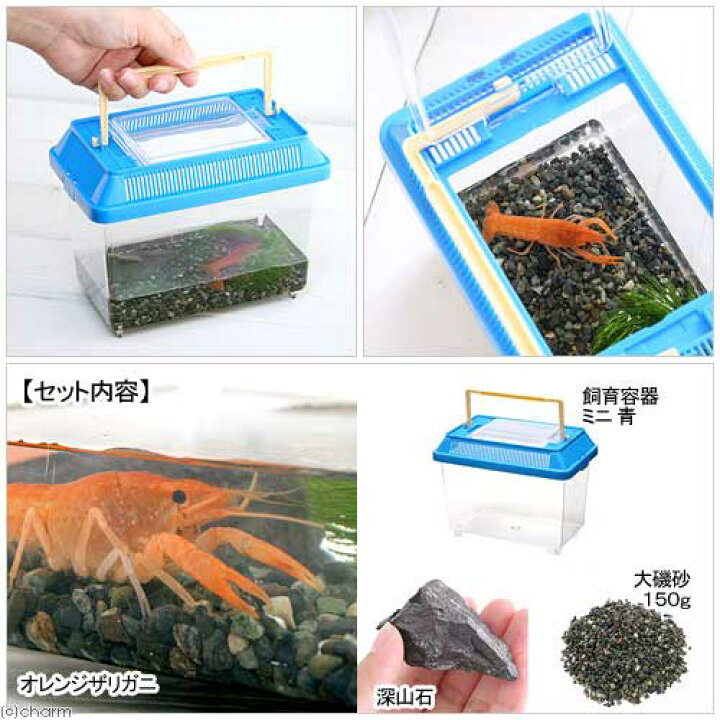 楽天市場 ザリガニ オレンジザリガニ飼育セット 本州四国限定 Charm 楽天市場店 楽天市場 ザリガニ オレンジザリガニ飼育セット 本州四国限定 Charm 楽天市場店