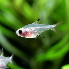 楽天市場 アマゾン川 魚 種類の通販 楽天市場 アマゾン川 魚 種類の通販
